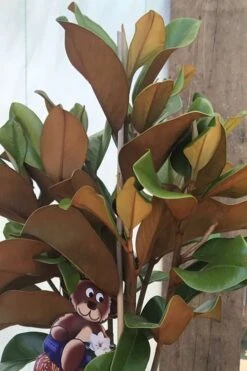 Teddy Bear Dwarf Southern Magnolia - 7 Gallon Pot (3-4') 14 Teddy Bear Dwarf Southern Magnolia - 7 Gallon Pot (3-4') -SHRUBS and BUSHES Shop Magnolia Teddy Bear 6