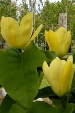 Yellow Bird Magnolia Tulip Tree - 1 Gallon Pot -SHRUBS and BUSHES Shop Magnolia Yellow Bird 10 1