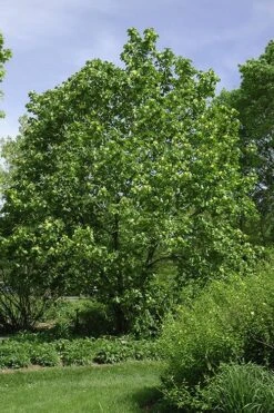 Yellow Bird Magnolia Tulip Tree - 1 Gallon Pot -SHRUBS and BUSHES Shop Magnolia Yellow Bird 100 1