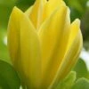 Yellow Bird Magnolia Tulip Tree - 3 Gallon Pot 1 Yellow Bird Magnolia Tulip Tree - 3 Gallon Pot -SHRUBS and BUSHES Shop Magnolia Yellow Bird 13