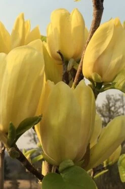 Yellow Bird Magnolia Tulip Tree - 1 Gallon Pot -SHRUBS and BUSHES Shop Magnolia Yellow Bird 14 1