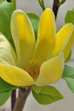 Yellow Bird Magnolia Tulip Tree - 1 Gallon Pot -SHRUBS and BUSHES Shop Magnolia Yellow Bird 16 1