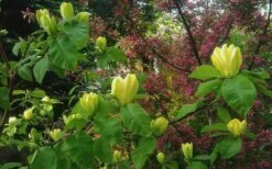 Yellow Bird Magnolia Tulip Tree - 3 Gallon Pot -SHRUBS and BUSHES Shop Magnolia Yellow Bird 18