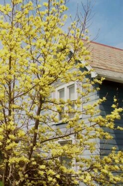 Yellow Bird Magnolia Tulip Tree - 1 Gallon Pot -SHRUBS and BUSHES Shop Magnolia Yellow Bird 20 1