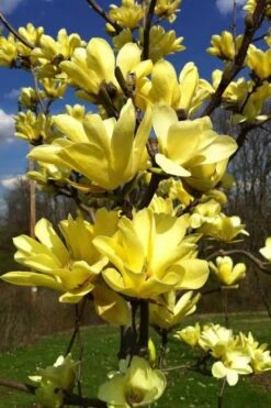 Yellow Bird Magnolia Tulip Tree - 1 Gallon Pot -SHRUBS and BUSHES Shop Magnolia Yellow Bird 32 1