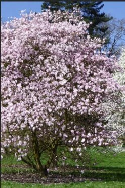 Centennial Blush Star Magnolia - 3 Gallon Pot 11 Centennial Blush Star Magnolia - 3 Gallon Pot -SHRUBS and BUSHES Shop Magnolia stellata centennial blush 2