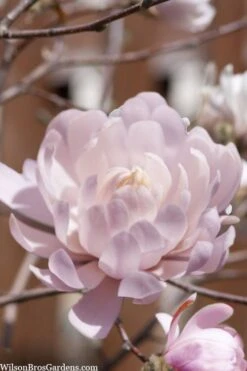 Centennial Blush Star Magnolia - 3 Gallon Pot 13 Centennial Blush Star Magnolia - 3 Gallon Pot -SHRUBS and BUSHES Shop Magnolia stellata centennial blush 3