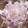 Centennial Blush Star Magnolia - 3 Gallon Pot -SHRUBS and BUSHES Shop Magnolia stellata centennial blush 4