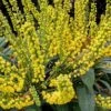 Marvel Mahonia - 2 Gallon Pot -SHRUBS and BUSHES Shop Mahonia Marvel 10 1