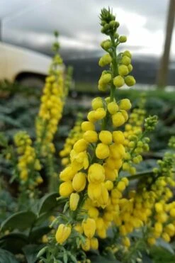 Marvel Mahonia - 3 Gallon Pot -SHRUBS and BUSHES Shop Mahonia Marvel 11