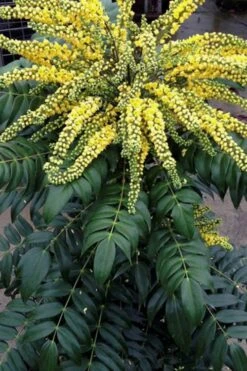 Marvel Mahonia - 2 Gallon Pot -SHRUBS and BUSHES Shop Mahonia Marvel 500x750 2