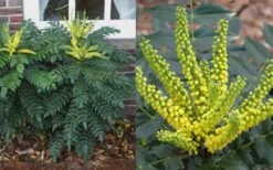 Marvel Mahonia - 3 Gallon Pot -SHRUBS and BUSHES Shop Mahonia Marvel Flowers