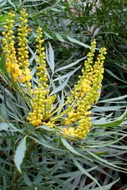 Soft Caress Mahonia - 3 Gallon Pot 15 Soft Caress Mahonia - 3 Gallon Pot -SHRUBS and BUSHES Shop Mahonia Soft Caress 10