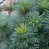 Soft Caress Mahonia - 3 Gallon Pot 1 Soft Caress Mahonia - 3 Gallon Pot -SHRUBS and BUSHES Shop Mahonia Soft Caress 12