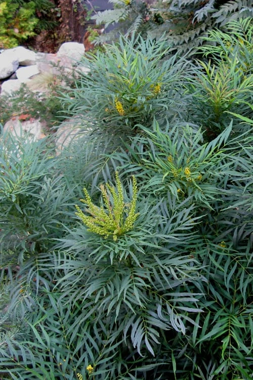 Soft Caress Mahonia - 3 Gallon Pot 3 Soft Caress Mahonia - 3 Gallon Pot