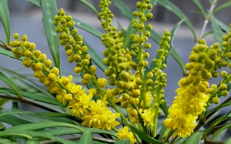 Soft Caress Mahonia - 3 Gallon Pot 7 Soft Caress Mahonia - 3 Gallon Pot - Image 5