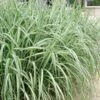 Variegated Maiden Grass - Miscanthus Sinensis 'Variegatus' - 1 Gallon Pot 1 Variegated Maiden Grass - Miscanthus Sinensis 'Variegatus' - 1 Gallon Pot -SHRUBS and BUSHES Shop Maiden Grass Variegated 11 2