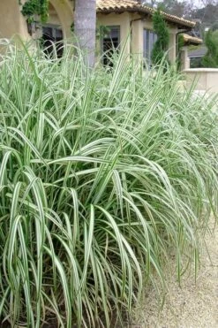 Variegated Maiden Grass - Miscanthus Sinensis 'Variegatus' - 1 Gallon Pot