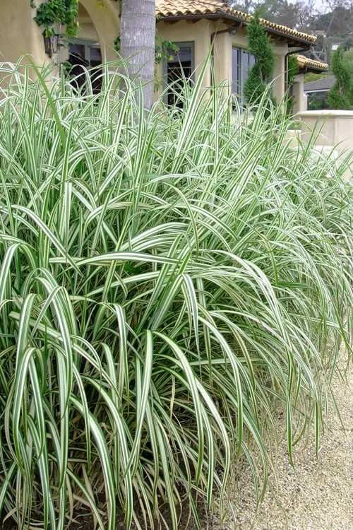 Variegated Maiden Grass - Miscanthus Sinensis 'Variegatus' - 1 Gallon Pot 3 Variegated Maiden Grass - Miscanthus Sinensis 'Variegatus' - 1 Gallon Pot