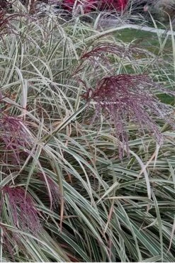 Variegated Maiden Grass - Miscanthus Sinensis 'Variegatus' - 3 Gallon Pot -SHRUBS and BUSHES Shop Maiden Grass Variegated 12 1