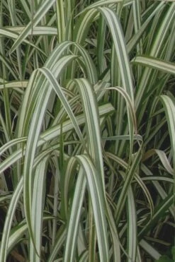 Variegated Maiden Grass - Miscanthus Sinensis 'Variegatus' - 3 Gallon Pot -SHRUBS and BUSHES Shop Maiden Grass Variegated 13 1
