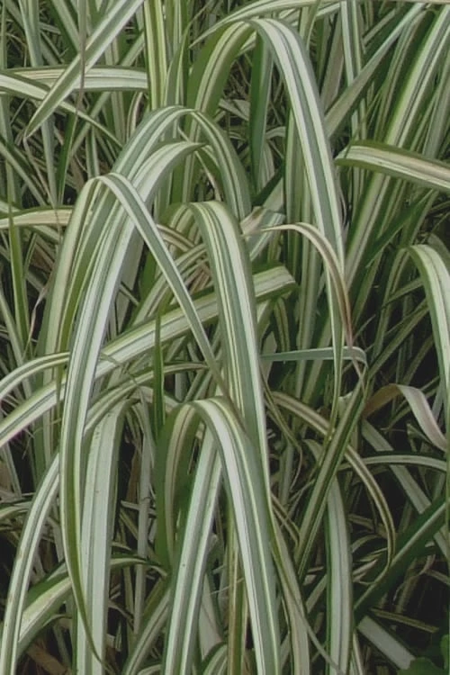 Variegated Maiden Grass - Miscanthus Sinensis 'Variegatus' - 1 Gallon Pot 8 Variegated Maiden Grass - Miscanthus Sinensis 'Variegatus' - 1 Gallon Pot - Image 6
