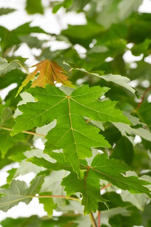 Autumn Blaze Maple - 2 Gallon Pot 7 Autumn Blaze Maple - 2 Gallon Pot - Image 5