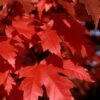 Autumn Blaze Maple - 2 Gallon Pot 1 Autumn Blaze Maple - 2 Gallon Pot -SHRUBS and BUSHES Shop Maple Autumn Blaze Leaves 500x700 1