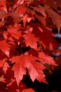 Autumn Blaze Maple - 2 Gallon Pot