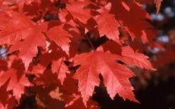 Autumn Blaze Maple - 2 Gallon Pot 13 Autumn Blaze Maple - 2 Gallon Pot -SHRUBS and BUSHES Shop Maple Autumn Blaze leaves
