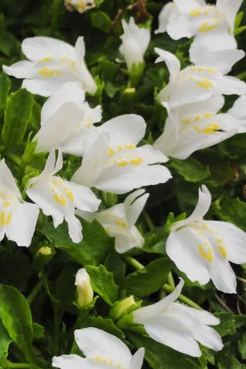 White Flowering Mazus - 10 Pack Of Pint Pots 8 White Flowering Mazus - 10 Pack Of Pint Pots - Image 6