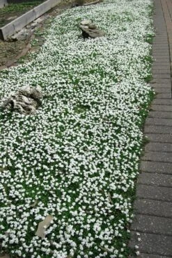 White Flowering Mazus - 10 Pack Of Pint Pots 12 White Flowering Mazus - 10 Pack Of Pint Pots -SHRUBS and BUSHES Shop Masuz White 3