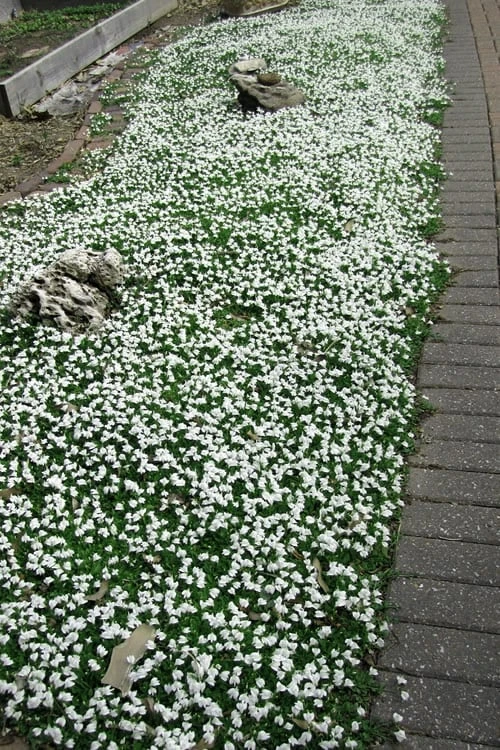 White Flowering Mazus - 10 Pack Of Pint Pots 7 White Flowering Mazus - 10 Pack Of Pint Pots - Image 5