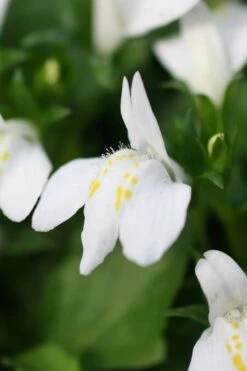 White Flowering Mazus - 10 Pack Of Pint Pots 11 White Flowering Mazus - 10 Pack Of Pint Pots -SHRUBS and BUSHES Shop Masuz White 4