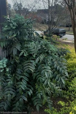 Marvel Mahonia - 3 Gallon Pot -SHRUBS and BUSHES Shop Mhonia Marvel 20