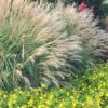 Adagio Dwarf Maiden Grass - Miscanthus Sinensis - 1 Gallon Pot 2 Adagio Dwarf Maiden Grass - Miscanthus Sinensis - 1 Gallon Pot -SHRUBS and BUSHES Shop Miscanthus Adagio Dwarf Rev 500x750 1