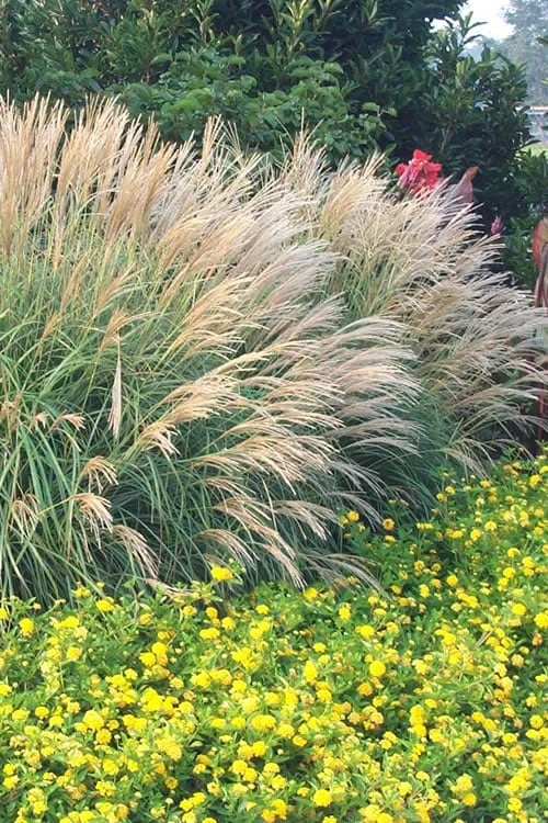 Adagio Dwarf Maiden Grass - Miscanthus Sinensis - 1 Gallon Pot 3 Adagio Dwarf Maiden Grass - Miscanthus Sinensis - 1 Gallon Pot