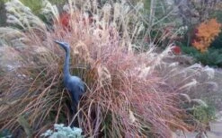 Adagio Dwarf Maiden Grass - Miscanthus Sinensis - 1 Gallon Pot 14 Adagio Dwarf Maiden Grass - Miscanthus Sinensis - 1 Gallon Pot -SHRUBS and BUSHES Shop Miscanthus Adagio Fall Foliage Color