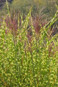 Gold Breeze Zebra Grass (Miscanthus) - 1 Gallon Pot -SHRUBS and BUSHES Shop Miscanthus Gold Breeze 500x750 1
