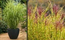 Gold Breeze Zebra Grass (Miscanthus) - 1 Gallon Pot -SHRUBS and BUSHES Shop Miscanthus Gold Breeze Flowers