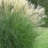 Maiden Grass - Miscanthus Sinensis 'Gracillimus' - 3 Gallon Pot 1 Maiden Grass - Miscanthus Sinensis 'Gracillimus' - 3 Gallon Pot -SHRUBS and BUSHES Shop Miscanthus Gracillimus 10 500x750 3