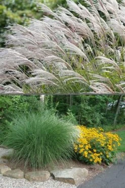 Maiden Grass - Miscanthus Sinensis 'Gracillimus' - 6 Pack Of 1 Gallon Pots -SHRUBS and BUSHES Shop Miscanthus Gracillimus 500x750 1