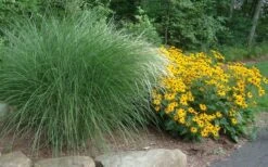 Maiden Grass - Miscanthus Sinensis 'Gracillimus' - 3 Gallon Pot -SHRUBS and BUSHES Shop Miscanthus Gracillimus With Rudbeckia 2