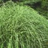 Little Zebra Grass - Miscanthus - 3 Gallon Pot -SHRUBS and BUSHES Shop Miscanthus Little Zebra Rev 2 500x750 1