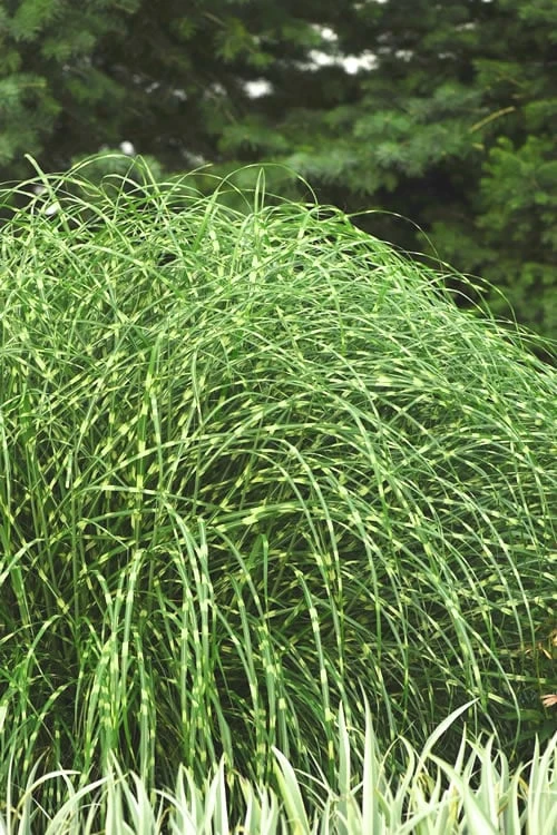 Little Zebra Grass - Miscanthus - 3 Gallon Pot 3 Little Zebra Grass - Miscanthus - 3 Gallon Pot