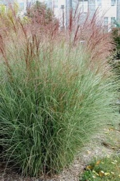Morning Light Maiden Grass - Miscanthus Sinensis - 1 Gallon Pot 9 Morning Light Maiden Grass - Miscanthus Sinensis - 1 Gallon Pot -SHRUBS and BUSHES Shop Miscanthus Morning Light 1 2