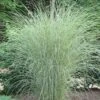 Morning Light Maiden Grass - Miscanthus Sinensis - 1 Gallon Pot -SHRUBS and BUSHES Shop Miscanthus Morning Light 2 2