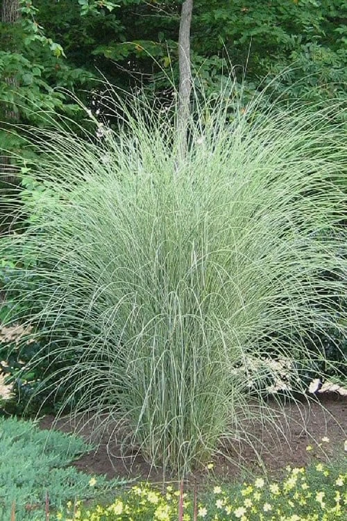 Morning Light Maiden Grass - Miscanthus Sinensis - 1 Gallon Pot 3 Morning Light Maiden Grass - Miscanthus Sinensis - 1 Gallon Pot
