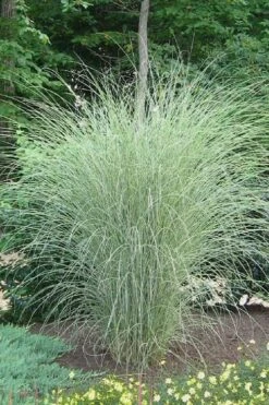 Morning Light Maiden Grass - Miscanthus Sinensis - 3 Gallon Pot
