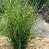 Porcupine Zebra Grass (Miscanthus Sinensis 'Strictus') - 3 Gallon Pot 2 Porcupine Zebra Grass (Miscanthus Sinensis 'Strictus') - 3 Gallon Pot -SHRUBS and BUSHES Shop Miscanthus Porcupine Grass 13